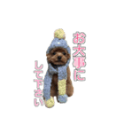 トイプードル ティル 写真ver.4（個別スタンプ：6）