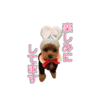 トイプードル ティル 写真ver.4（個別スタンプ：8）