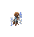 トイプードル ティル 写真ver.4（個別スタンプ：10）