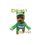 トイプードル ティル 写真ver.4（個別スタンプ：11）