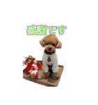 トイプードル ティル 写真ver.4（個別スタンプ：12）
