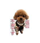 トイプードル ティル 写真ver.4（個別スタンプ：15）