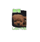 トイプードル ティル 写真ver.4（個別スタンプ：16）