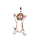 Beagle Jungbeay（個別スタンプ：1）