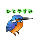 幸運の青い鳥（個別スタンプ：1）