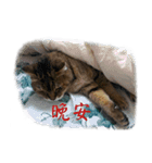 The Life of Candy（個別スタンプ：1）