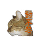 The Life of Candy（個別スタンプ：12）