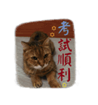 The Life of Candy（個別スタンプ：14）
