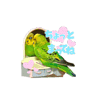セキセイインコのぽぽちゃん（個別スタンプ：3）