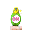 セキセイインコのぽぽちゃん（個別スタンプ：5）