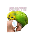 セキセイインコのぽぽちゃん（個別スタンプ：8）