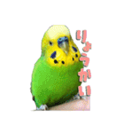 セキセイインコのぽぽちゃん（個別スタンプ：9）