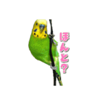 セキセイインコのぽぽちゃん（個別スタンプ：11）