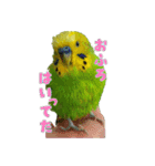 セキセイインコのぽぽちゃん（個別スタンプ：12）
