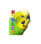セキセイインコのぽぽちゃん（個別スタンプ：13）