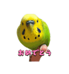 セキセイインコのぽぽちゃん（個別スタンプ：14）