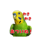 セキセイインコのぽぽちゃん（個別スタンプ：17）