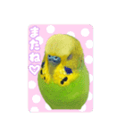 セキセイインコのぽぽちゃん（個別スタンプ：19）