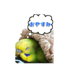 セキセイインコのぽぽちゃん（個別スタンプ：20）