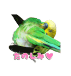 セキセイインコのぽぽちゃん（個別スタンプ：22）