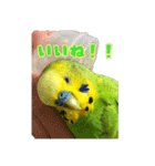 セキセイインコのぽぽちゃん（個別スタンプ：23）