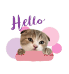 My Sassy Cats（個別スタンプ：2）