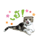 My Sassy Cats（個別スタンプ：5）