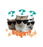 My Sassy Cats（個別スタンプ：7）