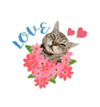 My Sassy Cats（個別スタンプ：8）