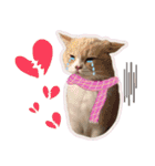 My Sassy Cats（個別スタンプ：10）