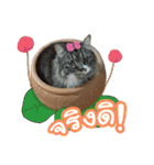 My Sassy Cats（個別スタンプ：11）