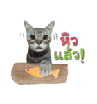 My Sassy Cats（個別スタンプ：12）
