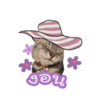 My Sassy Cats（個別スタンプ：13）