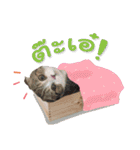 My Sassy Cats（個別スタンプ：14）