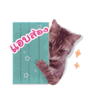 My Sassy Cats（個別スタンプ：16）