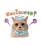My Sassy Cats（個別スタンプ：17）