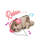 My Sassy Cats（個別スタンプ：18）