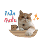 My Sassy Cats（個別スタンプ：19）
