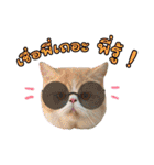 My Sassy Cats（個別スタンプ：20）