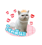 My Sassy Cats（個別スタンプ：21）
