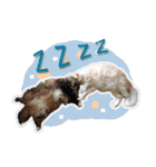 My Sassy Cats（個別スタンプ：22）