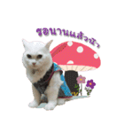 My Sassy Cats（個別スタンプ：23）