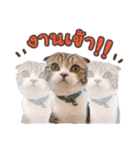 My Sassy Cats（個別スタンプ：26）