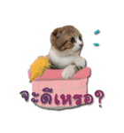 My Sassy Cats（個別スタンプ：27）