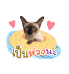 My Sassy Cats（個別スタンプ：28）