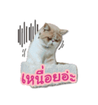 My Sassy Cats（個別スタンプ：32）