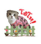 My Sassy Cats（個別スタンプ：33）
