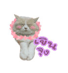 My Sassy Cats（個別スタンプ：37）