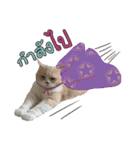 My Sassy Cats（個別スタンプ：38）