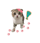 My Sassy Cats（個別スタンプ：40）